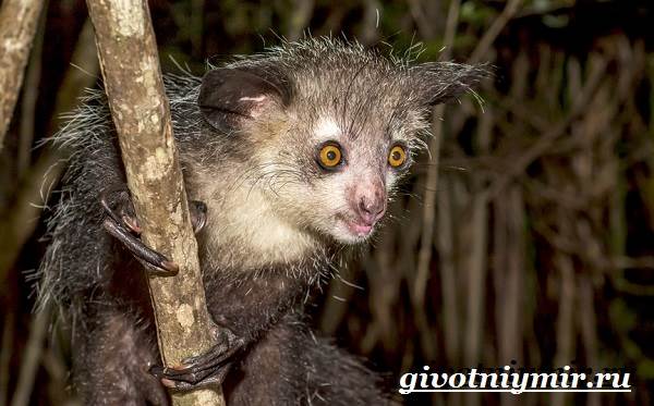 Животные-Мадагаскара-Описание-и-особенности-животных-Мадагаскара-9