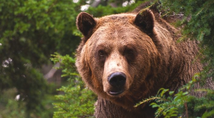 Медведь – один из самых опасных врагов кабана