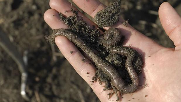 животные, живущие в почве