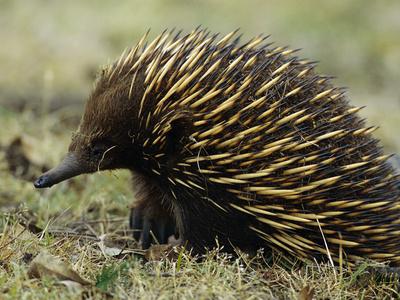 Животные с иголками