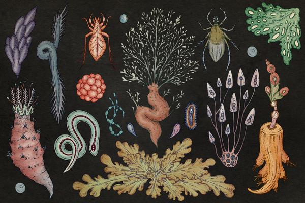 дикая природа Земли