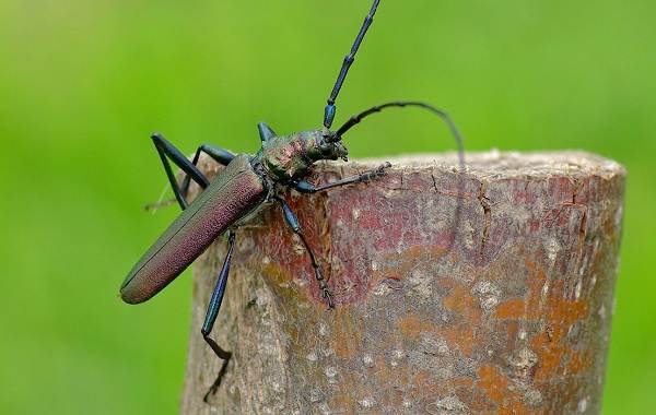 Жук-дровосек-Описание-особенности-виды-и-среда-обитания-жука-дровосека-13