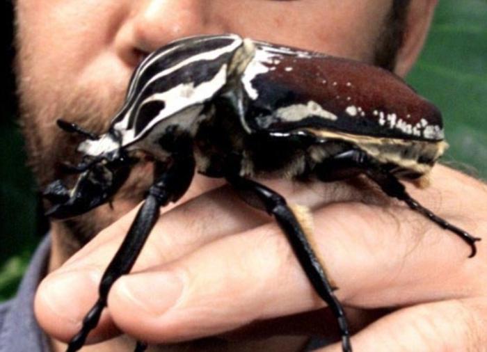 африканский жук-гольф