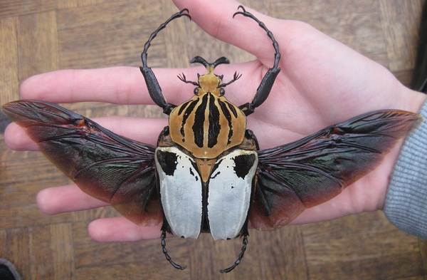 Жук-голиаф-насекомое-Описание-особенности-виды-и-среда обитания-жук-голиаф-1