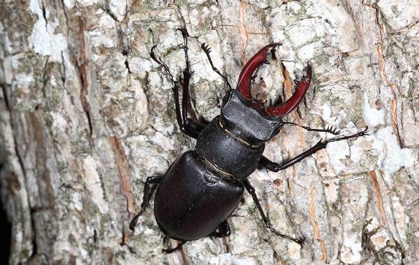 Жук-олень-насекомое-Описание-особенности-виды-поведение-и-среда-обитания-жука-оленя-5