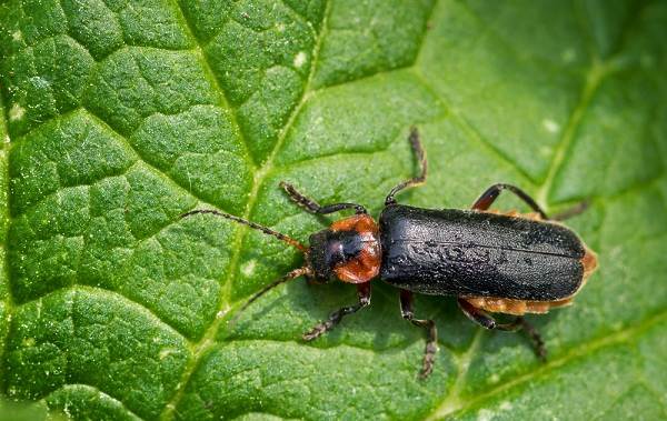 Огненный жук-образ жизни и среда обитания-10