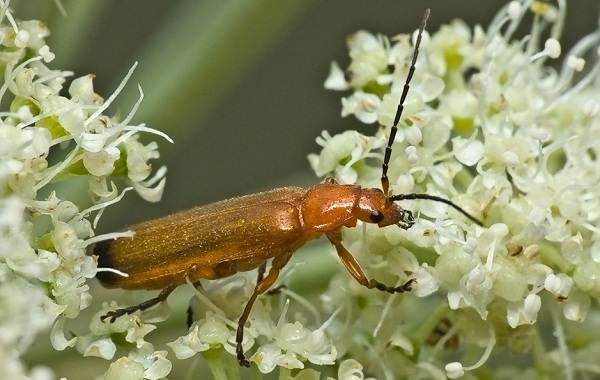 Огненный жук-образ жизни и среда обитания-6