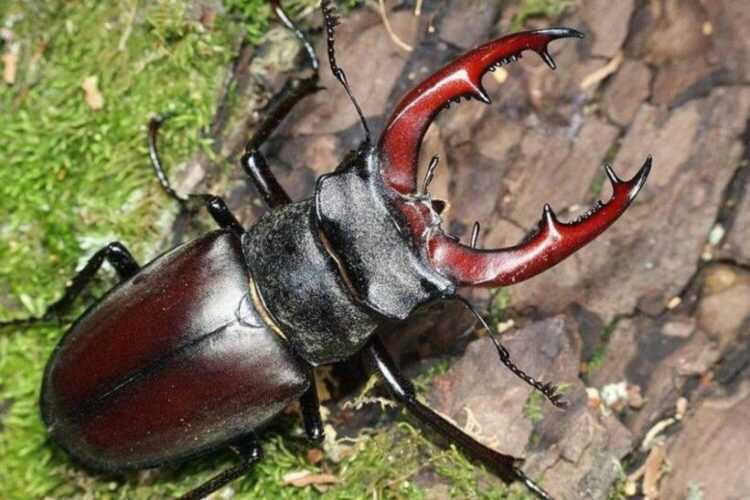 Жук-олень: описание, особенности, виды, поведение и среда обитания