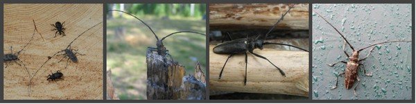 уничтожение жука-усача