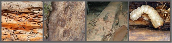 пораженное дерево