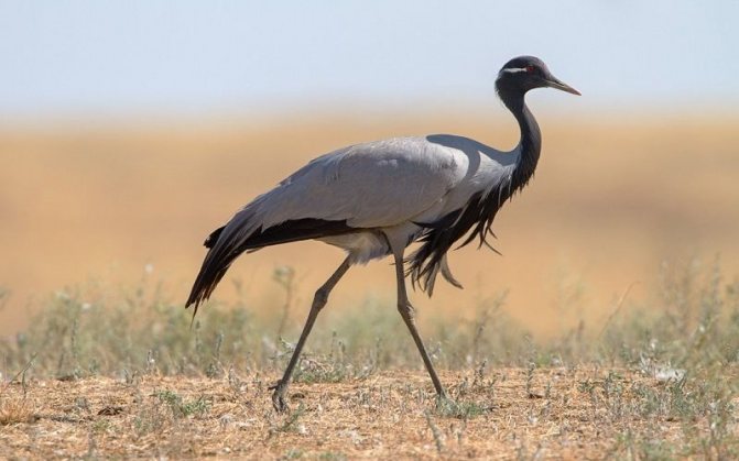 Кран-красавка