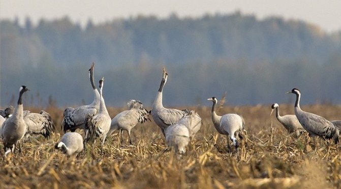 Стая журавлей