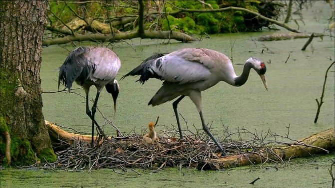 Журавлиное потомство