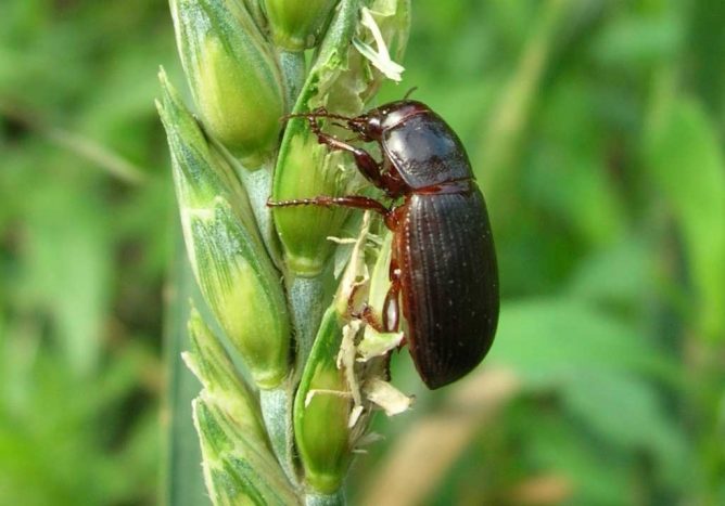 Malt bille på gress