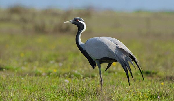 Журавль-красавка удивил жителей Крыма