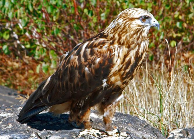 Домовой сыч - описание, чем питается, сколько живут, содержание в домашних условиях