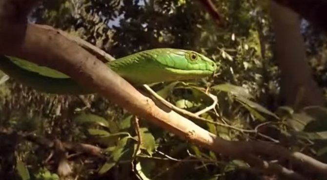 африканские змеи