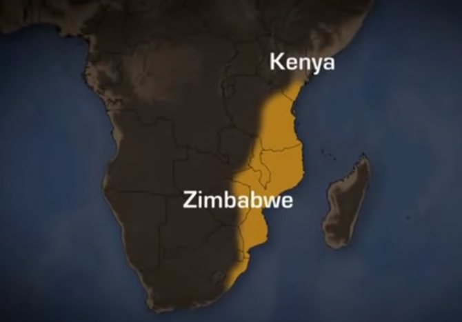 африканские змеи