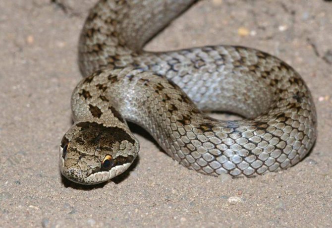 змея медянка обыкновенная