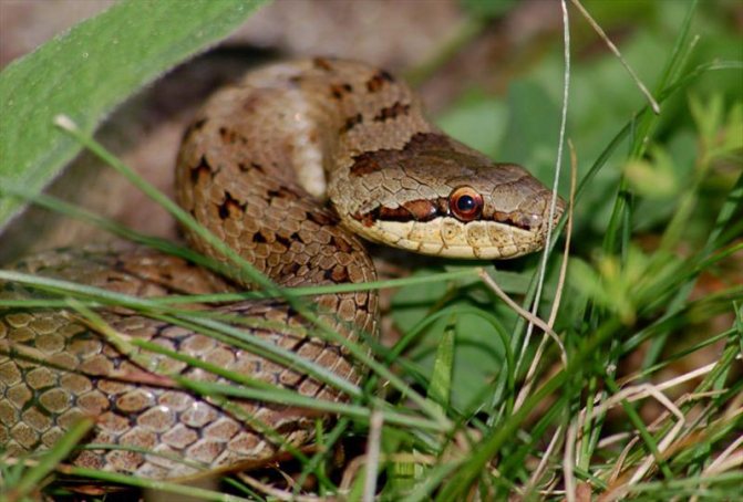 змея медянка обыкновенная
