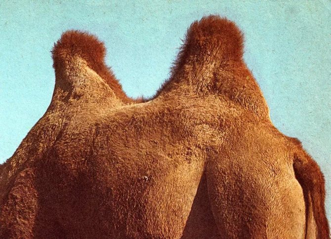 Значение горба верблюда