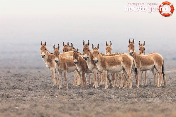 Кулан – описание, ареал, рацион, враги, популяция