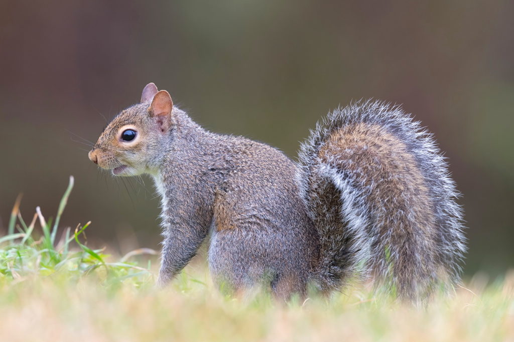 Западная серая белка