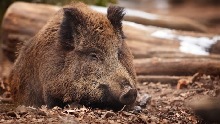 Среднеазиатский дикий кабан