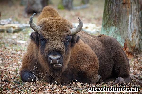 Бизон-животные-образ жизни-и-среда обитания-бизон-7