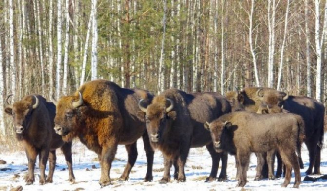 Зубры на Орловском Полесье