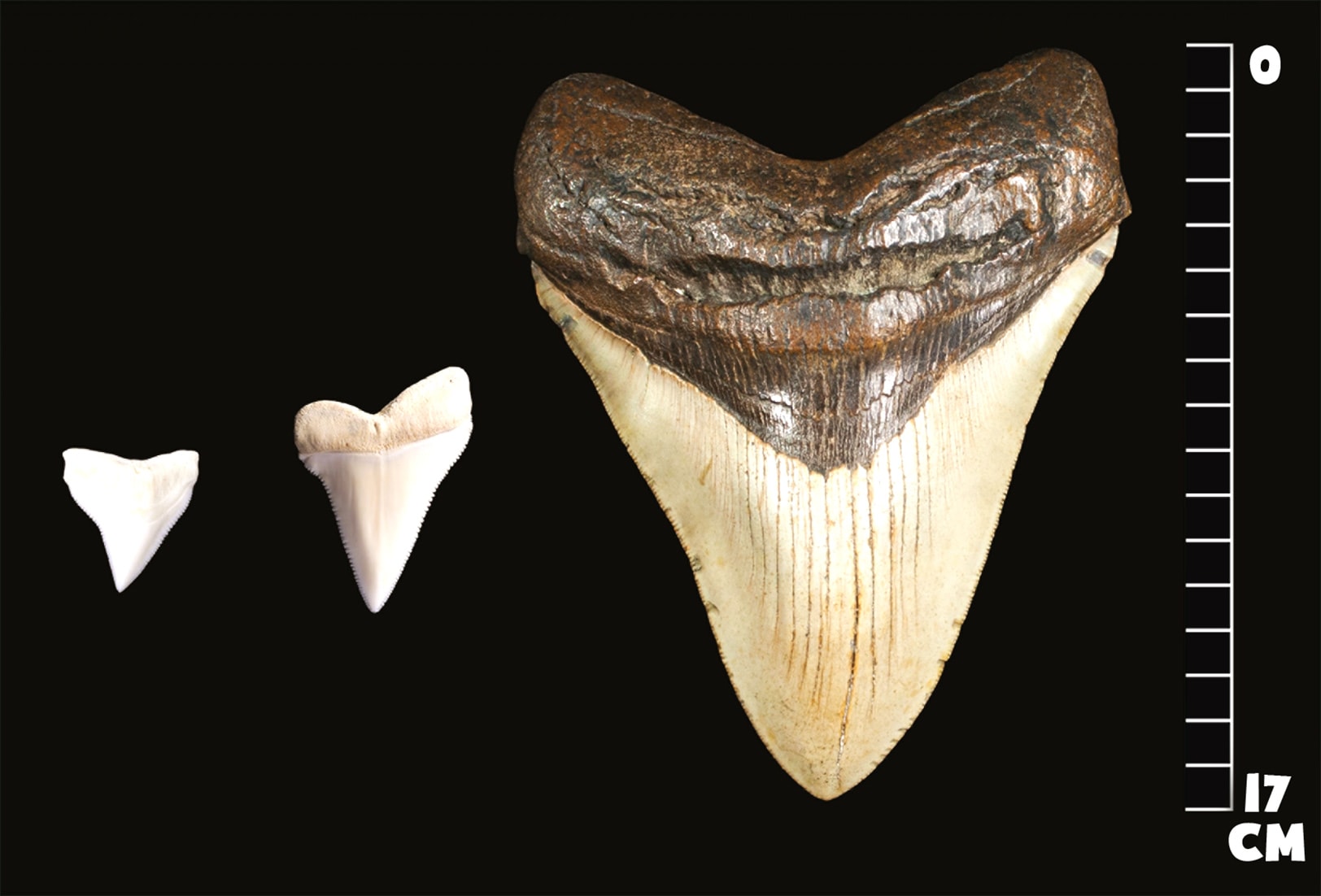 Мегалодон и зубы большой белой акулы