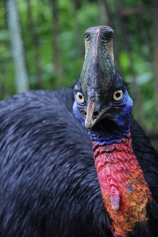 птица австралии птица австралии